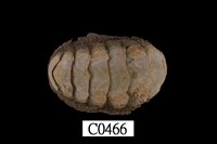 藏品(紐西蘭石鼈)的圖片